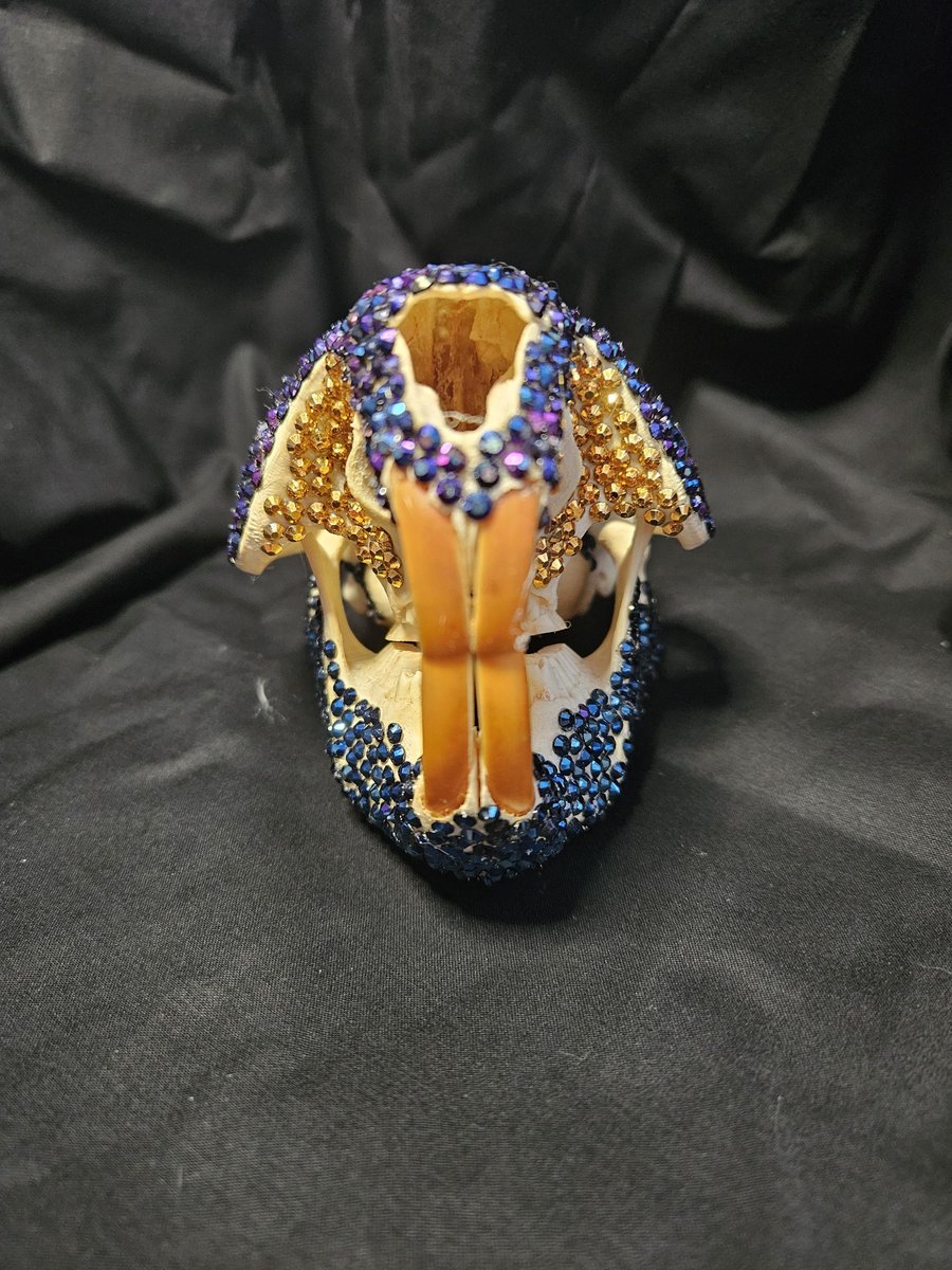 Crystal Bedazzled Beaver Skull